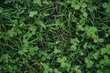 Wedding gold rings close up lie on green grass and foliage with dew. Photography, concept.