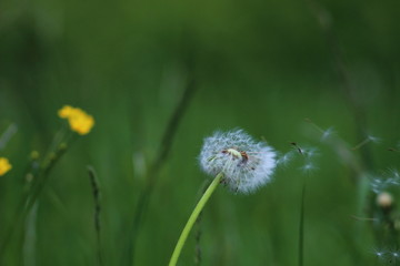 dandelion