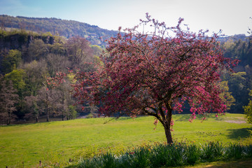 Beautiful British spring landscape with bright pink tree blossom and daffodils