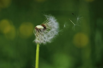 dandelion