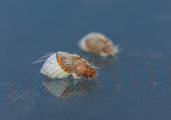 Detail of orange mealybugs with black legs