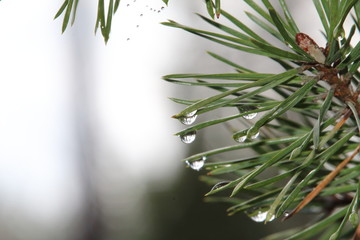 Pine and rain