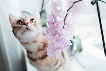 Cat with big eyes sits on a windowsill next to an orchid.