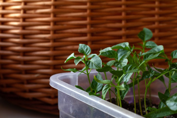 vegetable seedlings growing in a box on a windowsill, Dark soil. Awaiting planting in a garden in the village