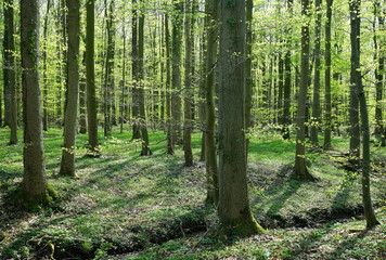 forest in spring