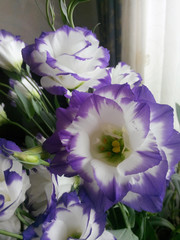 Veiolet with white Eustoma (Lisianthus). white petals with violet borders. Bouquet with a holiday.