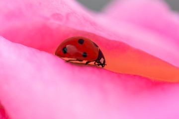 Little red ladybug walking through the pink petals of a rose after the rain