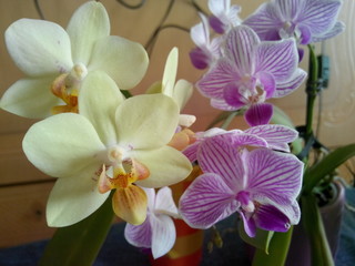 Beautiful sunny flowers of mini orchids. orchid with yellow petals and orange lips and pink striped orchid with purple lips at home.