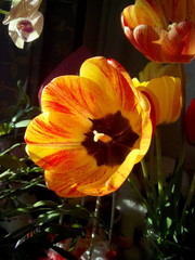 Obraz premium Bright, colorful tulips. Yellow, red, orange with red veins tulips in a bouquet