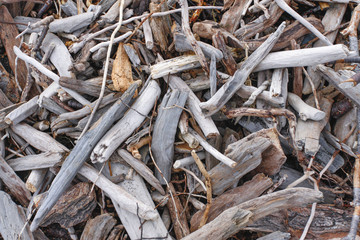 root of tree