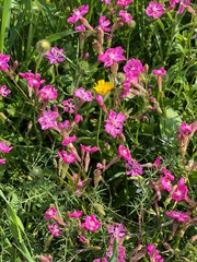 Fototapeta premium flawers