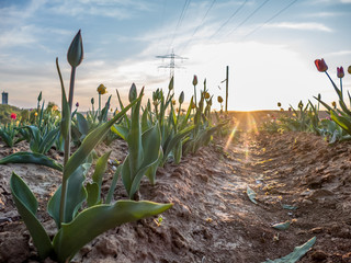 Tulpen auf einem Selbstpflücker Feld