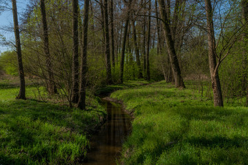 Creek near Blanice river in spring forest in south Bohemia