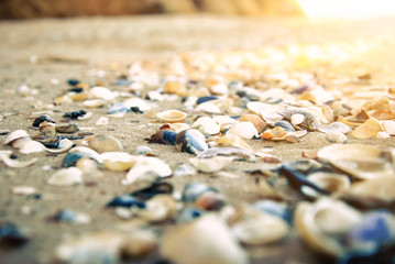 Sea shells on the sand (shallow depth of focus)