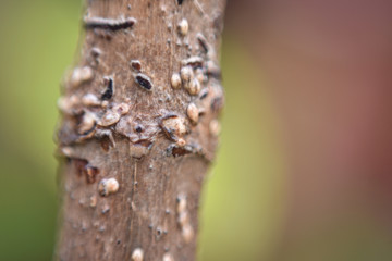 closeup of a wooden tree with blur background 