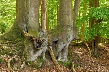 Ancient Beech Trees with Intertwined Roots in a Mystical Forest