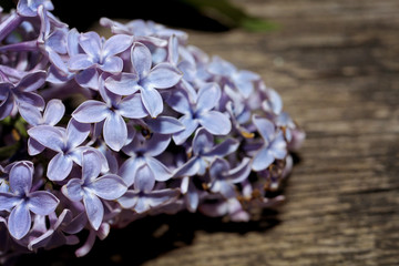 Flieder lila