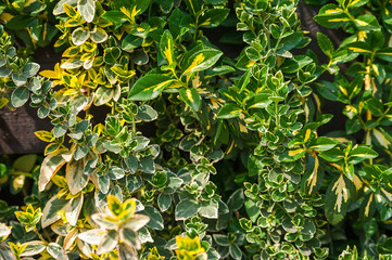 Natural texture of blooming creeper on a tree. Closeup ivy as a place for text. Postcard background...