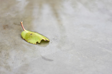 green leaf on the floor in rain 
