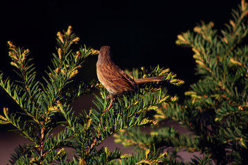 Heckenbraunelle Dunnock