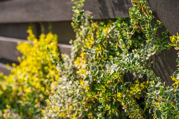 Natural texture of blooming creeper on a tree. Closeup ivy as a place for text. Postcard background from plants on a wooden and copy space.