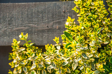 Natural texture of blooming creeper on a tree. Closeup ivy as a place for text. Postcard background...