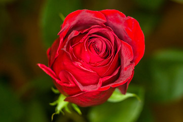 Beautiful Red Rose flower. Nature. close up, selective focus