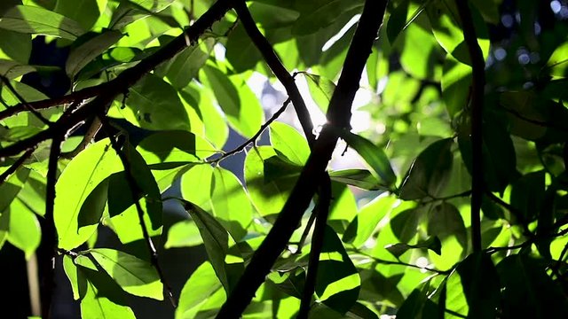 beautiful sunlight spills through jungle leaves