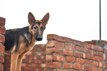 German shepherd dog puppy on white background