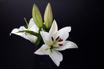 Obraz premium Lily on black for celebration decoration design. Spring, nature background.