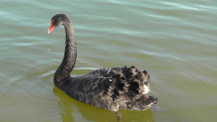 łabędź3