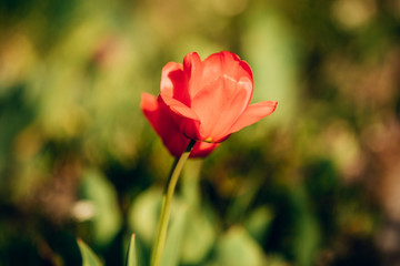 red poppy flower