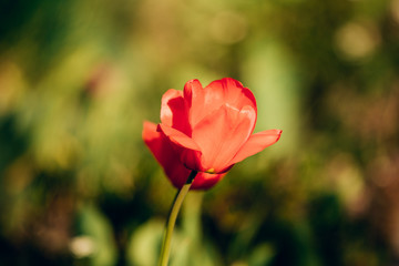 red poppy flower