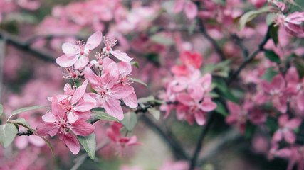 Spring Banner with pink sakura flowers. Abstract floral backdrop of pink flowers over pastel colors with soft style for spring or summer time. Banner background with copy space