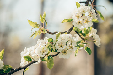 cherry blossom in spring