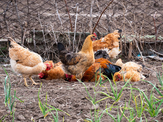 Meat-egg breed of chickens Houdan grazing outdoors in a green farm field. This large domestic bird with outstanding performance for private farms. Mottled Houdan Chicken Breed (Breeder Flock)