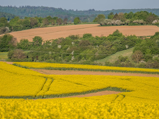 Rapsfeld im Frühjahr