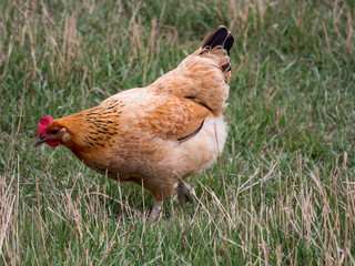 Meat-egg breed of chickens Houdan grazing outdoors in a green farm field. This large domestic bird with outstanding performance for private farms. Mottled Houdan Chicken Breed (Breeder Flock)