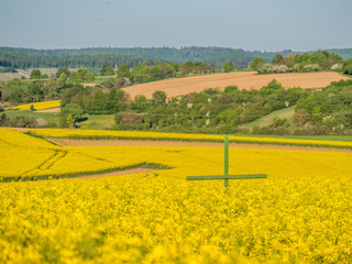 Grünes Holzkreuz im Rapsfeld
