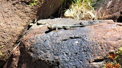 lizard sunning on the rock