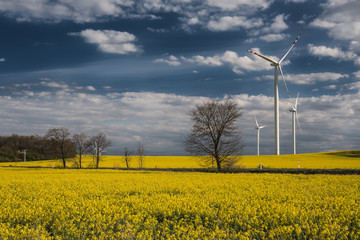 Pejzaż  w wiosenne popołudnie. Wiatrak na rzepakowym polu. © Tomasz
