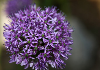 Blühender Zierlauch Allium