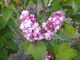 Fototapeta premium lilac begins to bloom inflorescence on the bush