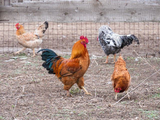 Meat-egg breed of chickens Houdan grazing outdoors in a green farm field. This large domestic bird with outstanding performance for private farms. Mottled Houdan Chicken Breed (Breeder Flock)
