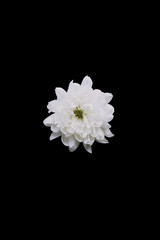 Crisantemo blanco sobre fondo negro 