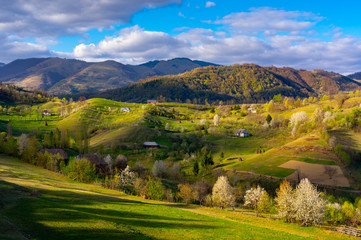 Beautiful Landscape with sunset light and blooming trees