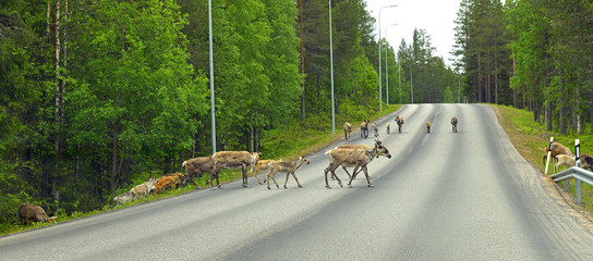 Large herd of reindeer on northern road in Finnish Lapland. Suomi © valeriyap