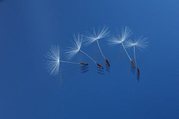 
Dandelion seeds in close-up. Macro shot of a plant. Blue background