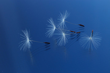 
Dandelion seeds in close-up. Macro shot of a plant. Blue background