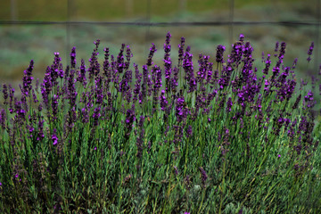 field of lavender